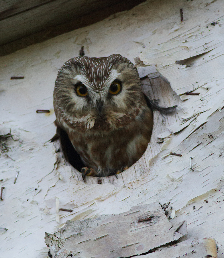 Northern Saw-whet Owl