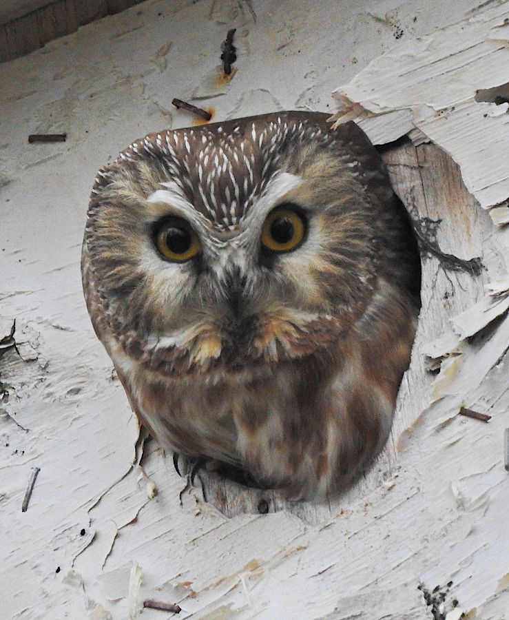 Northern Saw-whet Owl