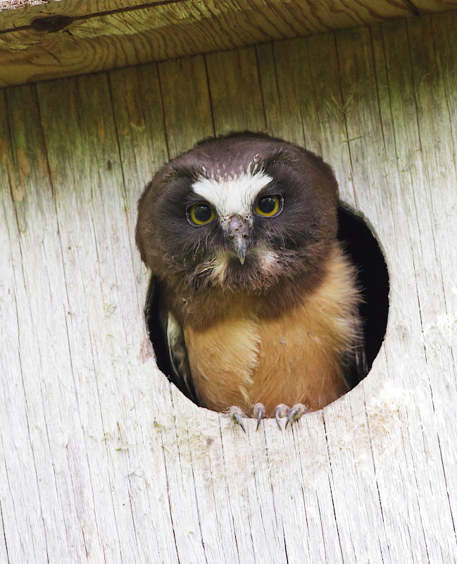 Northern Saw-whet Owl
