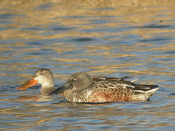 Northern Shoveler