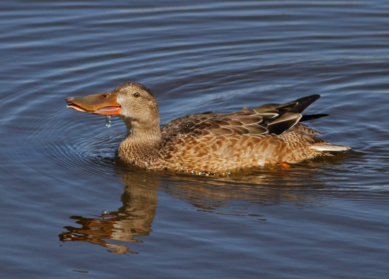 Northern Shoveler