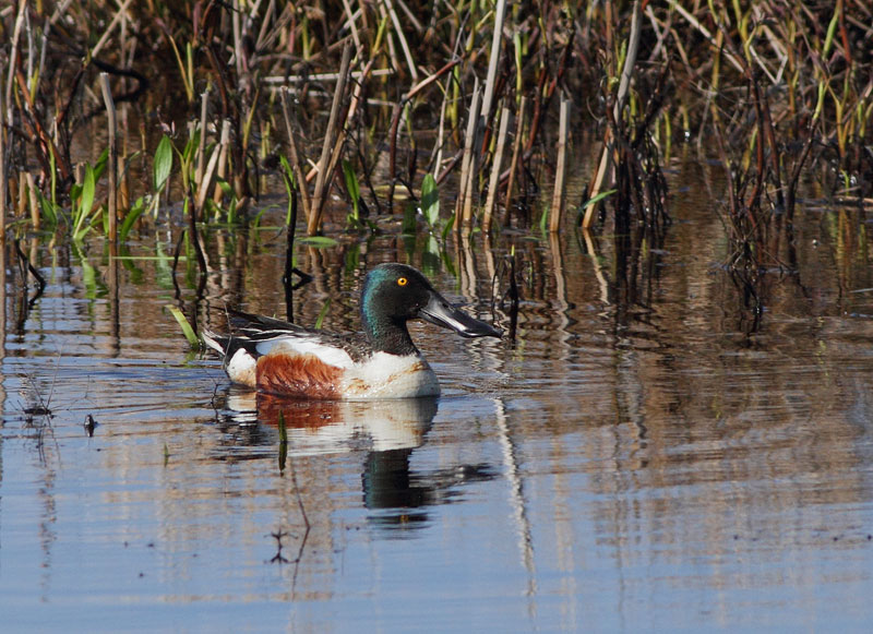Northern Shoveler