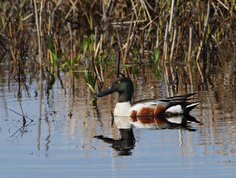 Northern Shoveler
