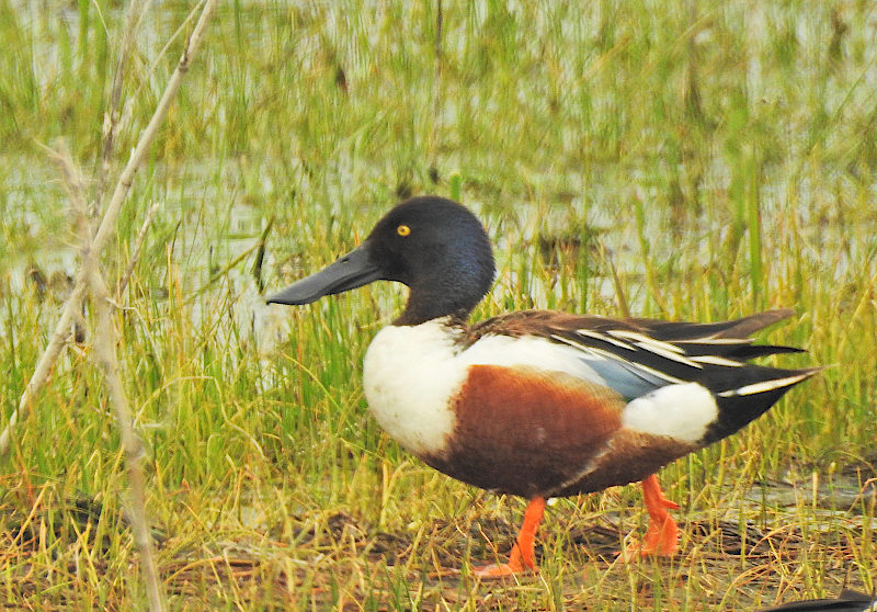 Northern Shoveler