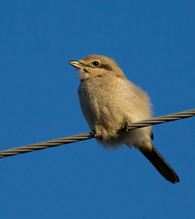 Northern Shrike
