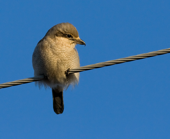 Northern Shrike
