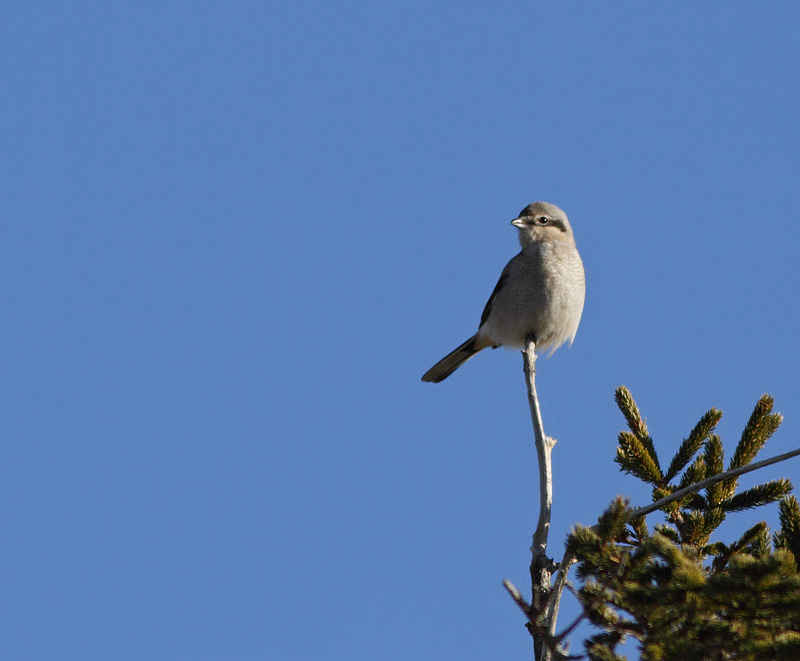 Northern Shrike