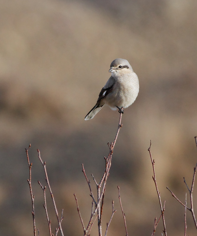 Northern Shrike
