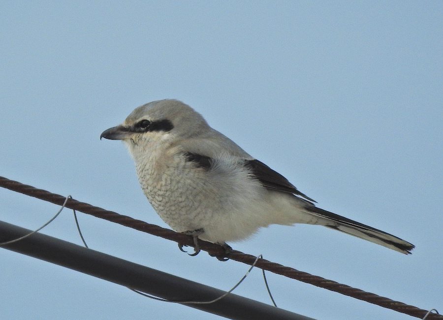 Northern Shrike