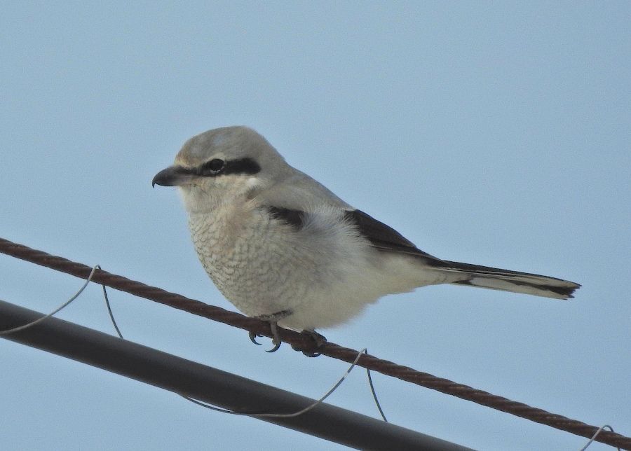Northern Shrike