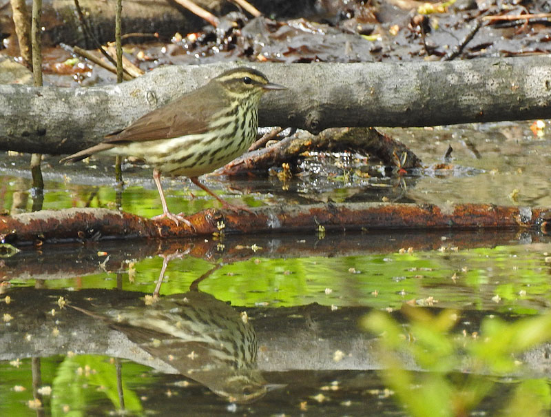 Northern Waterhrush