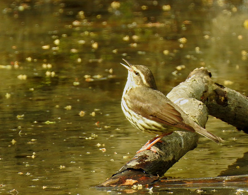 Northern Waterthrush