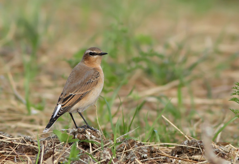 Northern Wheatear