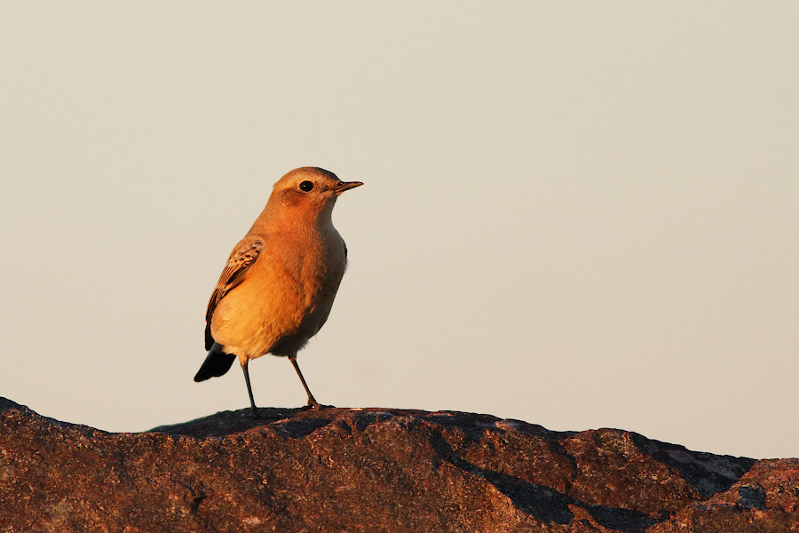Northern Wheatear