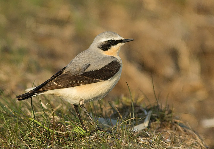 Northern Wheatear