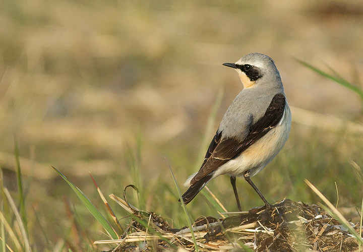 Northern Wheatear