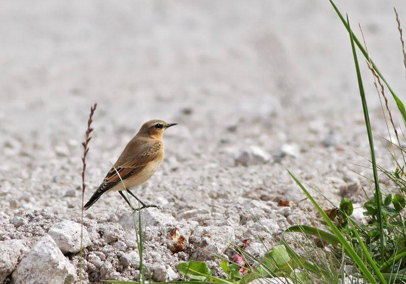 Northern Wheatear