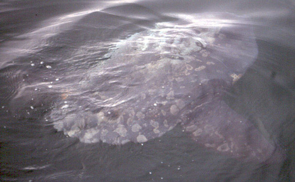 Ocean Sunfish