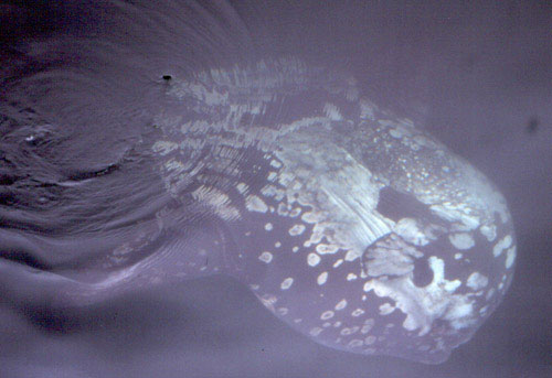Ocean Sunfish