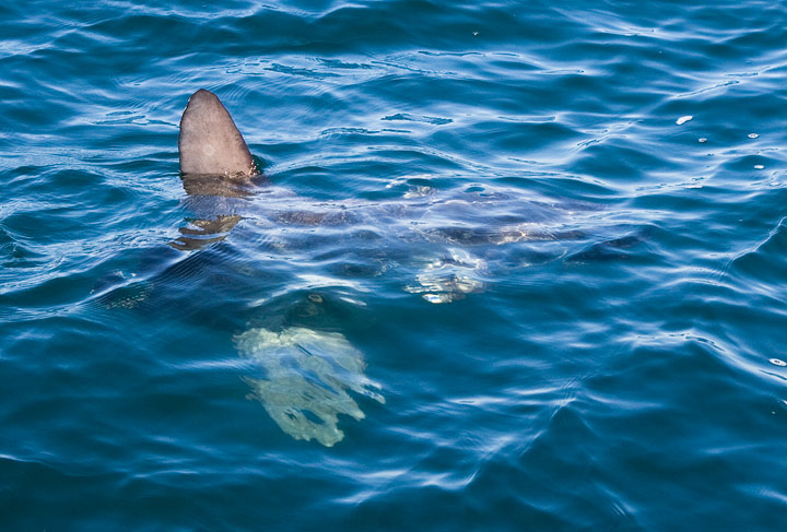 Ocean Sunfish