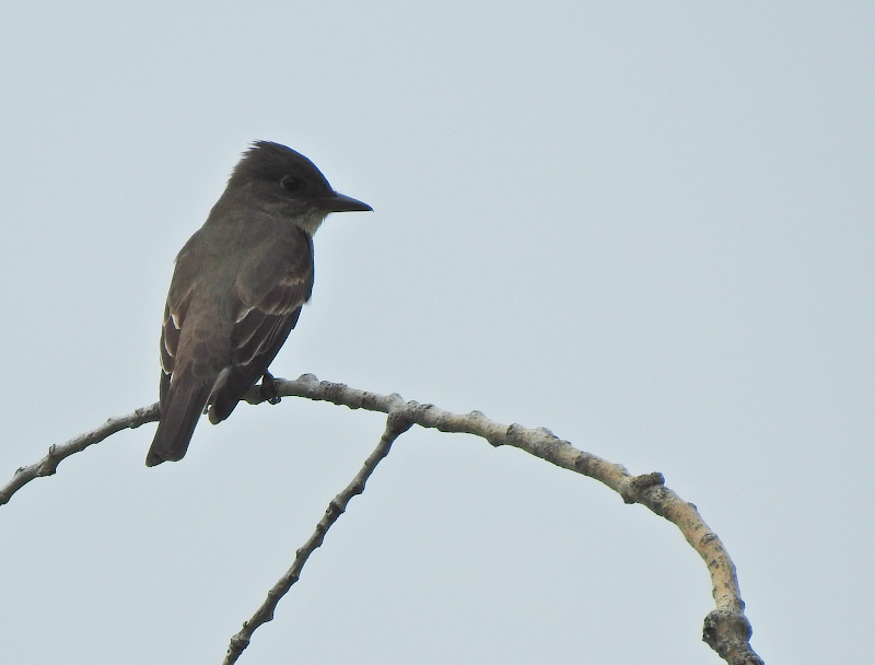 Olive-sided Flycatcher