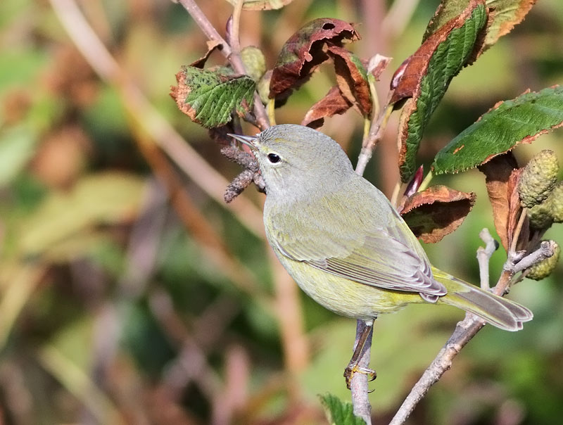 Orange-crowned Warbler