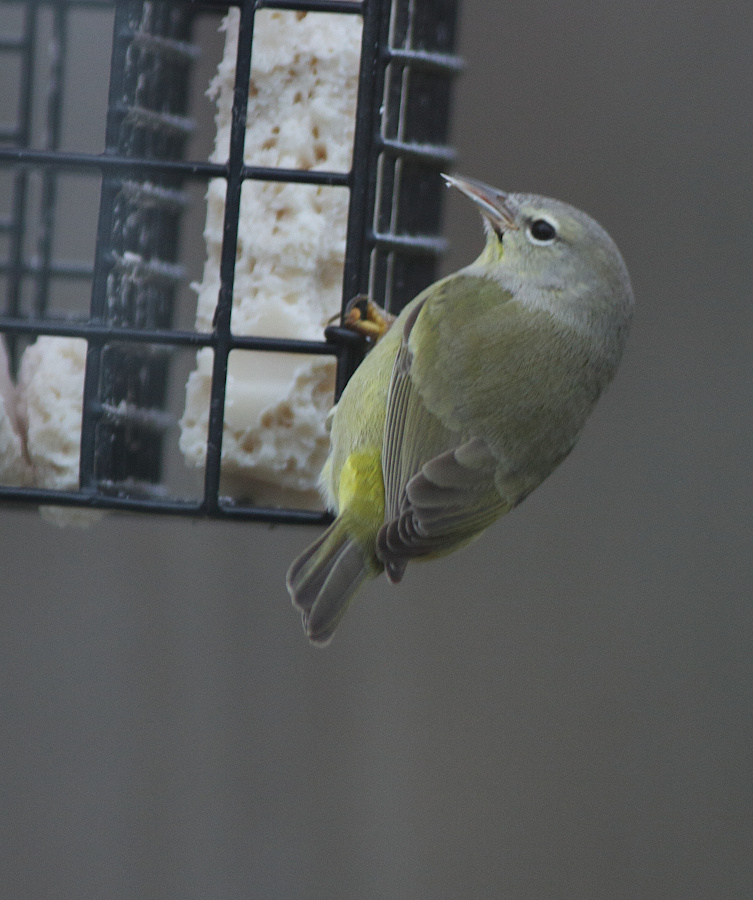 Orange-crowned Warbler