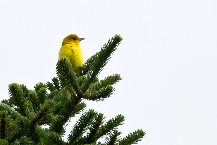 Orchard Oriole