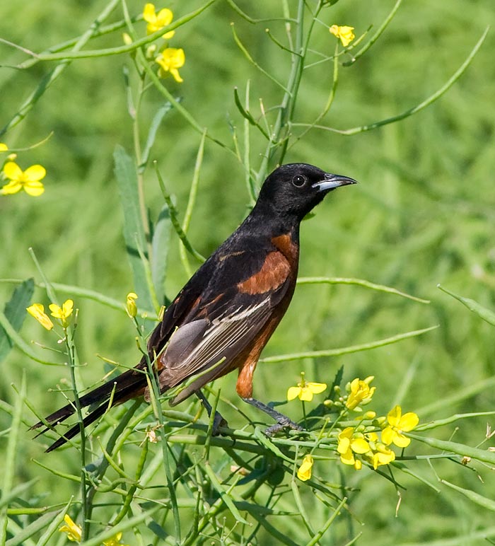 Orchard Oriole