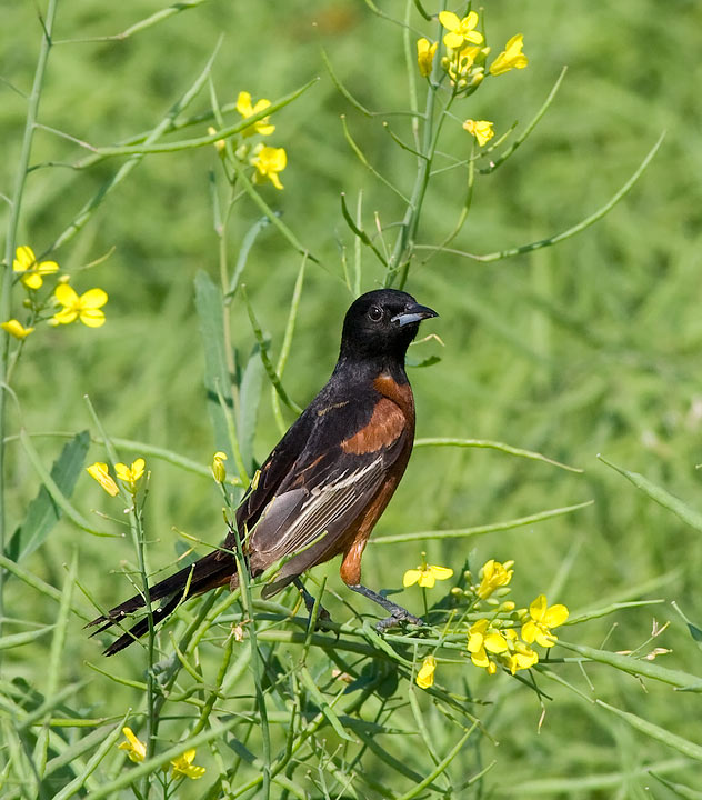 Orchard Oriole