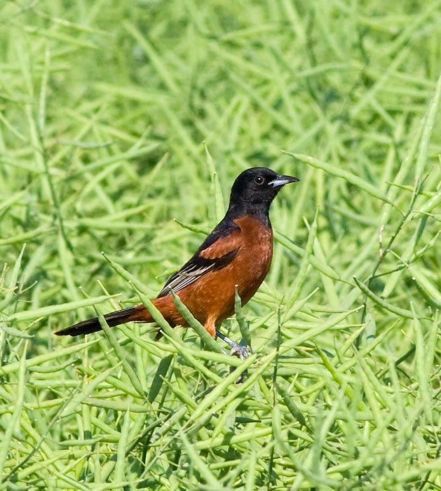 Orchard Oriole