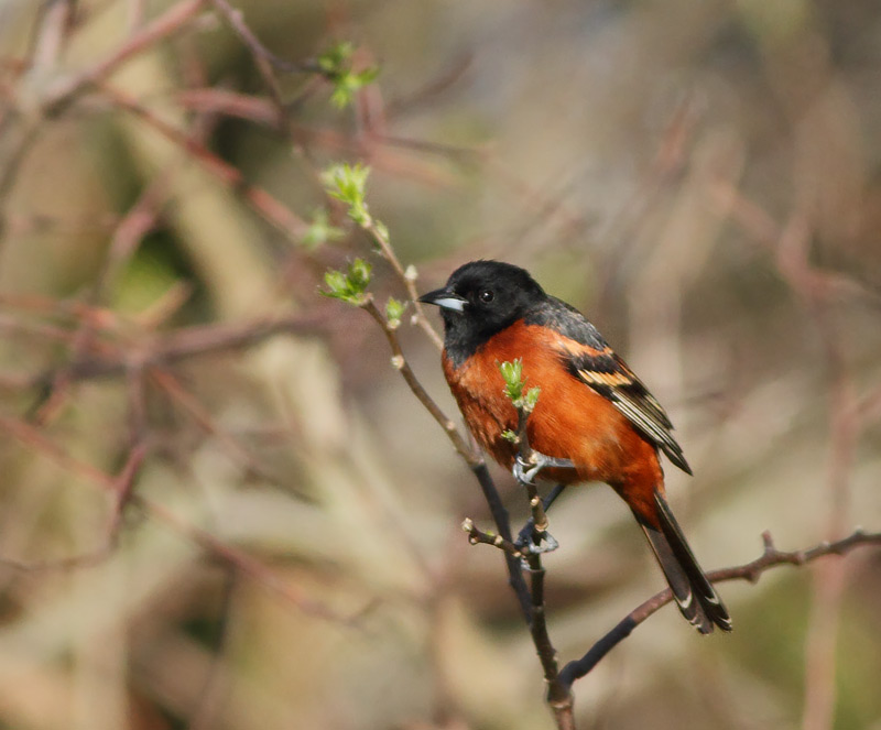 Orchard Oriole