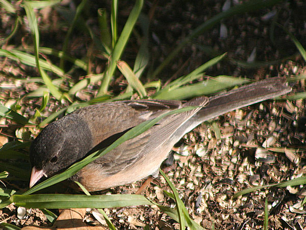 Oregon Junco