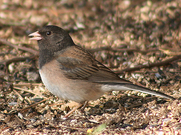 Oregon Junco