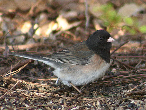 Oregon Junco