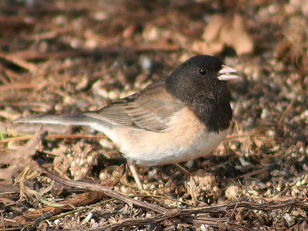 Oregon Junco
