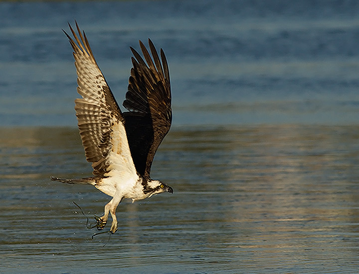 Osprey