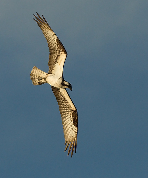 Osprey