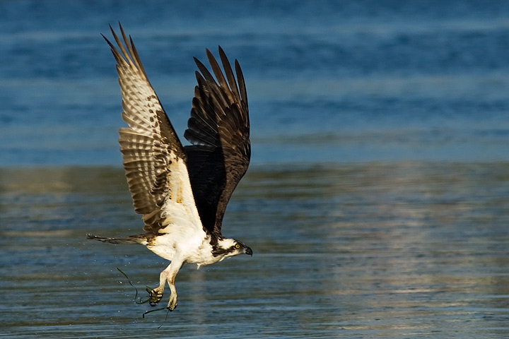Osprey