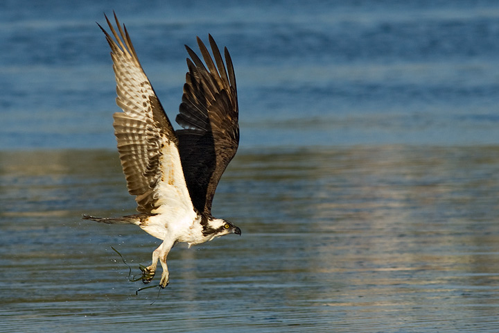 Osprey
