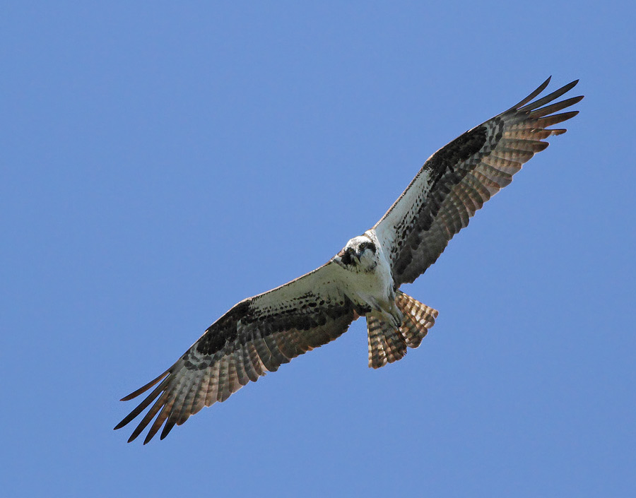 Osprey