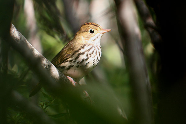 Ovenbird