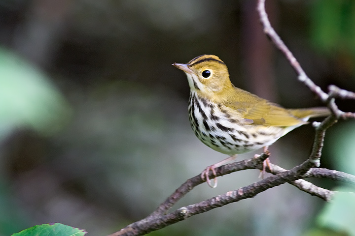 Ovenbird