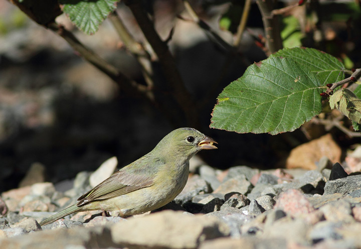 Painted Bunting
