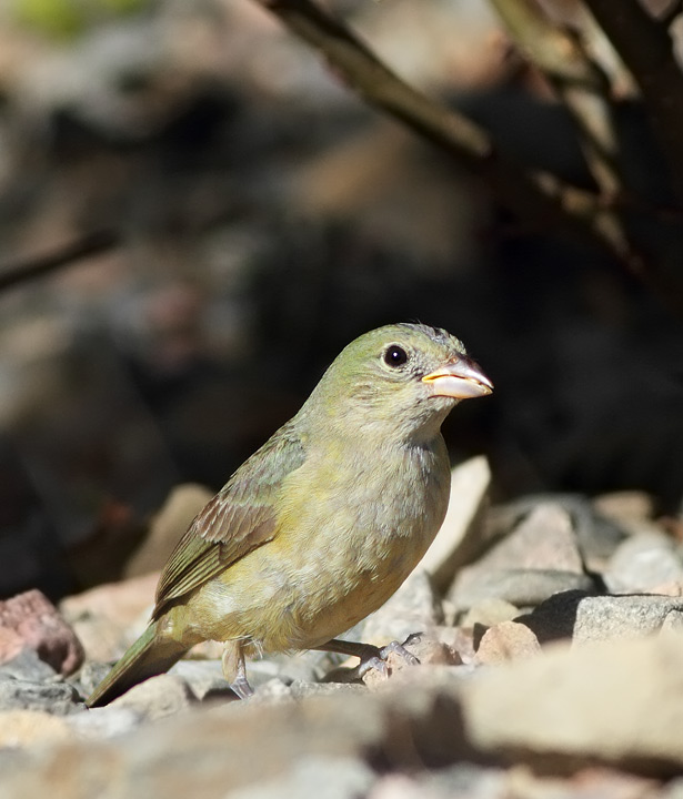 Painted Bunting
