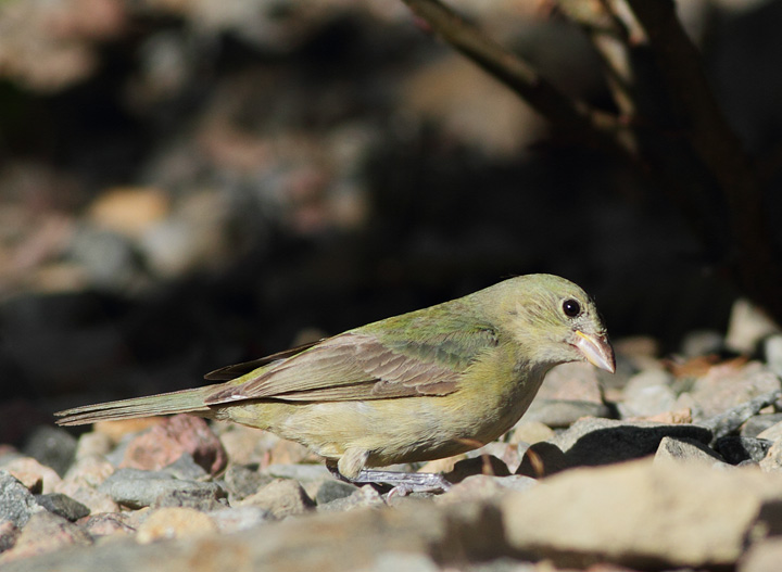 Painted Bunting