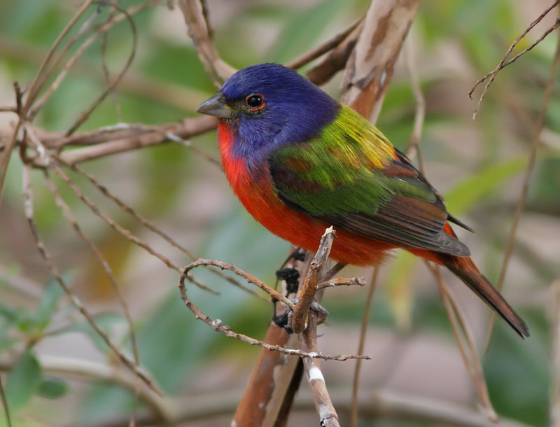 Painted Bunting