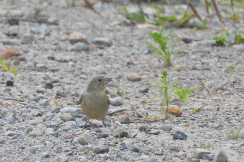 Painted Bunting