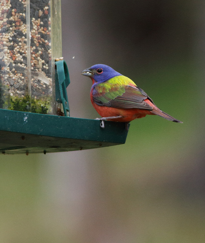 Painted Bunting