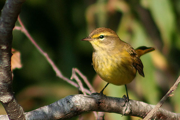 Palm Warbler